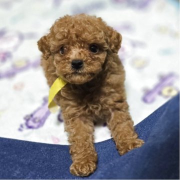 トイプードル(トイ)【岡山県・男の子・2025年9月20日・アプリコット】の写真「可愛くなってきました」