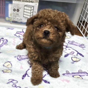 トイプードル(トイ)【岡山県・男の子・2025年8月6日・アプリコット】の写真「見学後一緒に帰れます」
