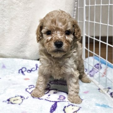 トイプードル(トイ)【岡山県・男の子・2025年11月13日・クリーム】の写真「可愛くなってきました」