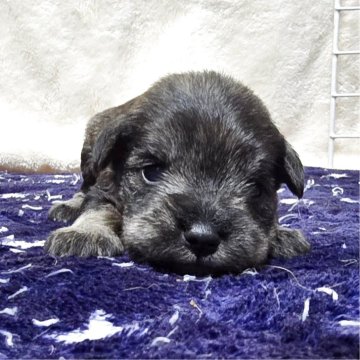 ミニチュアシュナウザー【岡山県・女の子・2025年11月1日・ソルト&ペッパー】の写真「目があきました」