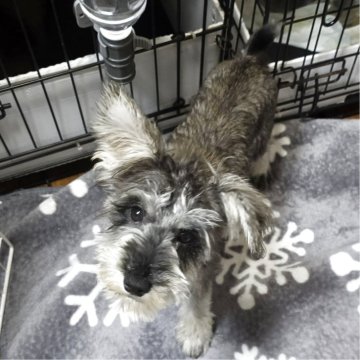 ミニチュアシュナウザー【岡山県・女の子・2025年5月24日・ソルト&ペッパー】の写真「見学後一緒に帰れます」