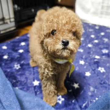 トイプードル(トイ)【岡山県・男の子・2025年9月20日・アプリコット】の写真「可愛いです」