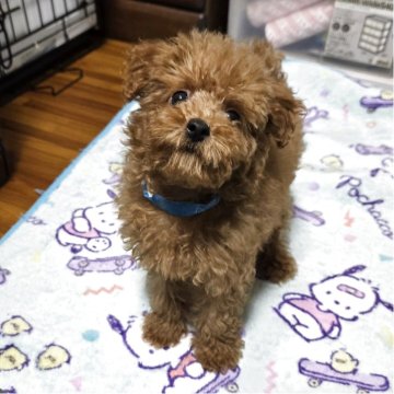 トイプードル(トイ)【岡山県・男の子・2025年8月6日・アプリコット】の写真「見学後一緒に帰れます」
