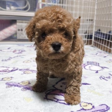 トイプードル(トイ)【岡山県・男の子・2025年10月14日・アプリコット】の写真「可愛くなってます。」