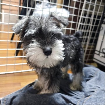 ミニチュアシュナウザー【岡山県・男の子・2025年2月19日・ソルト&ペッパー】の写真「見学後連れて帰れます」