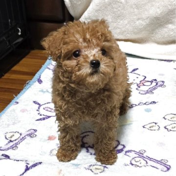 トイプードル(トイ)【岡山県・男の子・2025年9月20日・アプリコット】の写真「小さめサイズです」