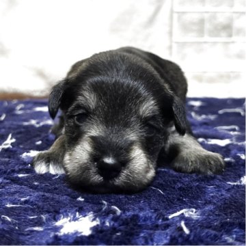 ミニチュアシュナウザー【岡山県・男の子・2025年11月1日・ソルト&ペッパー】の写真「目があきました」