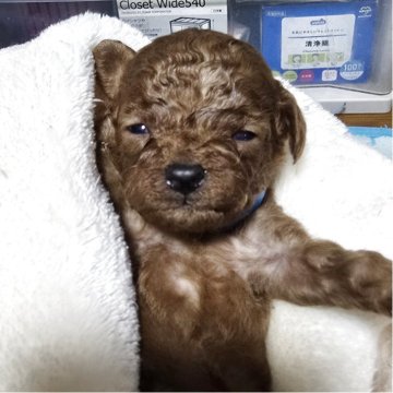 トイプードル(トイ)【岡山県・男の子・2025年8月18日・アプリコット】の写真「目があきました」