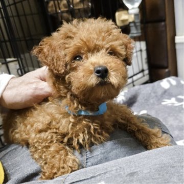 トイプードル(トイ)【岡山県・男の子・2025年8月6日・アプリコット】の写真「見学後一緒に帰れます」