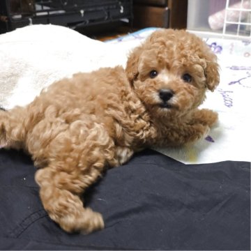 トイプードル(トイ)【岡山県・男の子・2025年10月14日・アプリコット】の写真「可愛くなってます」