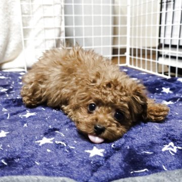 トイプードル(トイ)【岡山県・男の子・2025年8月18日・アプリコット】の写真「見学後一緒に帰れます。タイニーサイズかもです」