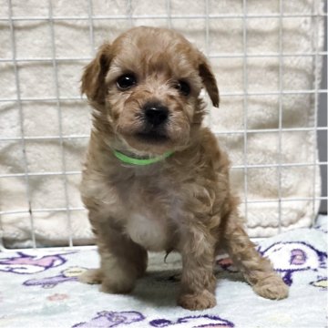 トイプードル(トイ)【岡山県・男の子・2025年10月7日・クリーム】の写真「可愛くなってきました」