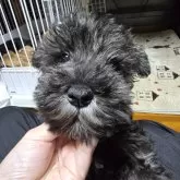 ミニチュアシュナウザー【岡山県・女の子・2024年12月18日・ソルト&ペッパー】の写真1