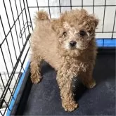 トイプードル(トイ)