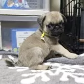パグ