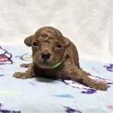 トイプードル(トイ)