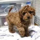 トイプードル(トイ)