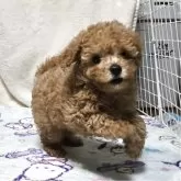 トイプードル(トイ)