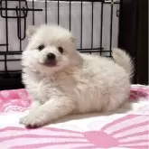 ポメラニアン