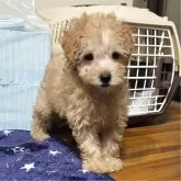 トイプードル(トイ)