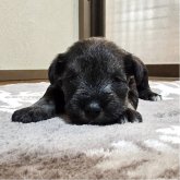 ミニチュアシュナウザー
