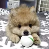 ポメラニアン
