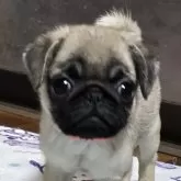 パグ
