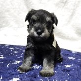 ミニチュアシュナウザー