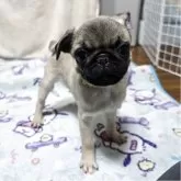 パグ