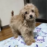 トイプードル(トイ)