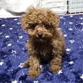 トイプードル(トイ)【岡山県・男の子・2025年8月18日・アプリコット】の写真1「小さいこです」