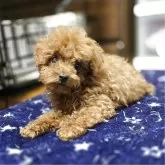 トイプードル(トイ)