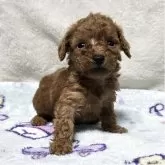 トイプードル(トイ)