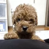 トイプードル(トイ)