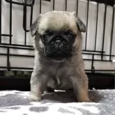 パグ