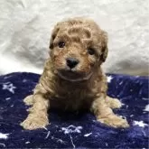 トイプードル(トイ)【岡山県・男の子・2025年10月14日・アプリコット】の写真1