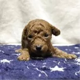 トイプードル(トイ)