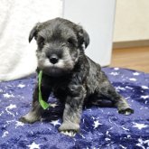 ミニチュアシュナウザー