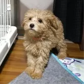 トイプードル(トイ)