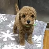 トイプードル(トイ)