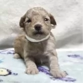 トイプードル(トイ)