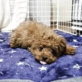 トイプードル(トイ)