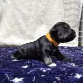 ミニチュアシュナウザー【岡山県・女の子・2025年11月1日・ソルト&ペッパー】の写真2