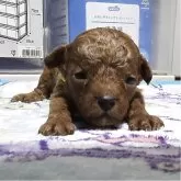 トイプードル(トイ)【岡山県・男の子・2025年8月18日・アプリコット】の写真15