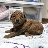 トイプードル(トイ)【岡山県・男の子・2025年10月14日・アプリコット】の写真4