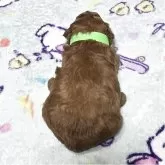 トイプードル(トイ)【岡山県・男の子・2025年10月14日・アプリコット】の写真5