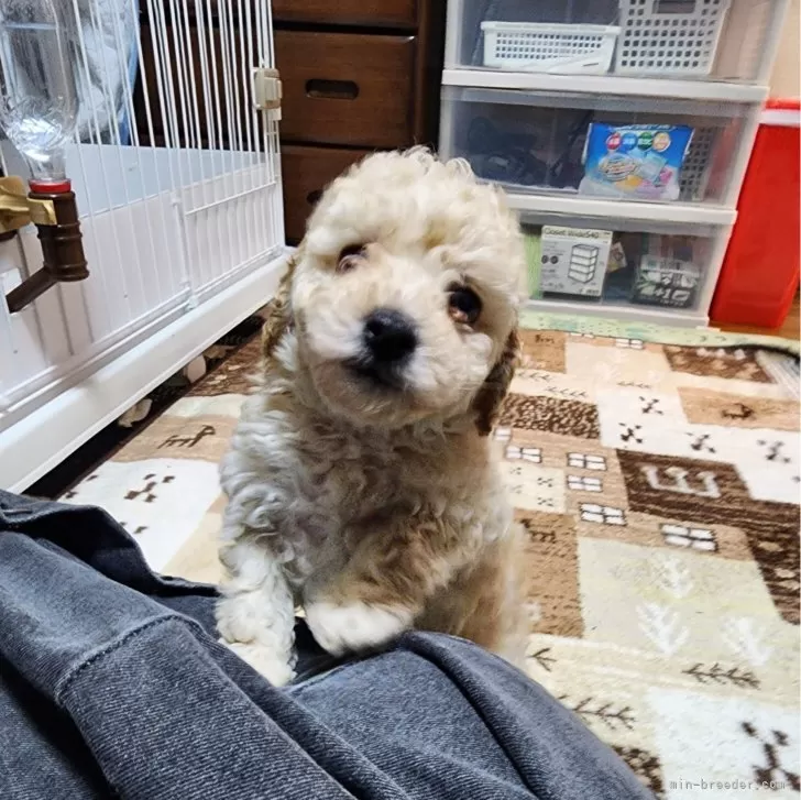 ID:2312-01212の子犬