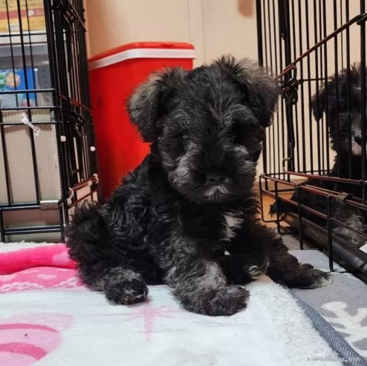 ID:2405-05738の子犬