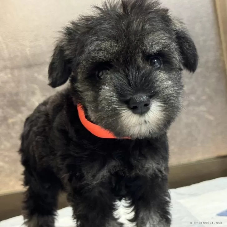 ID:2407-02009の子犬