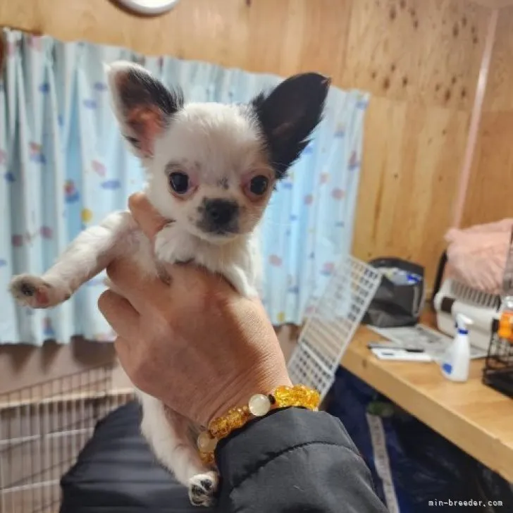 ID：2212-01360の子犬